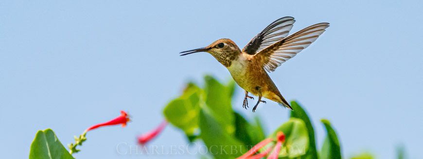 Hummingbird and honeysuckle