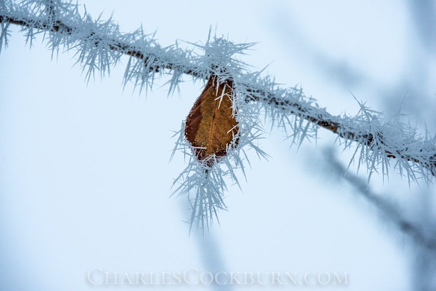 Single leaf and branch covered in ice crystals