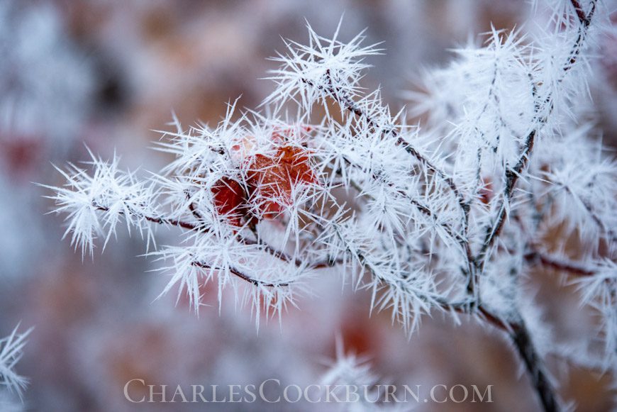 Branches covered in ice crystals