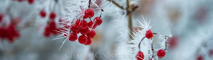 Red berries covered in ice crystals