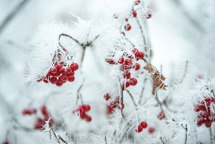 Red berries covered in ice crystals