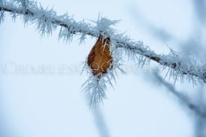 A single leaf encrusted in ice crystals