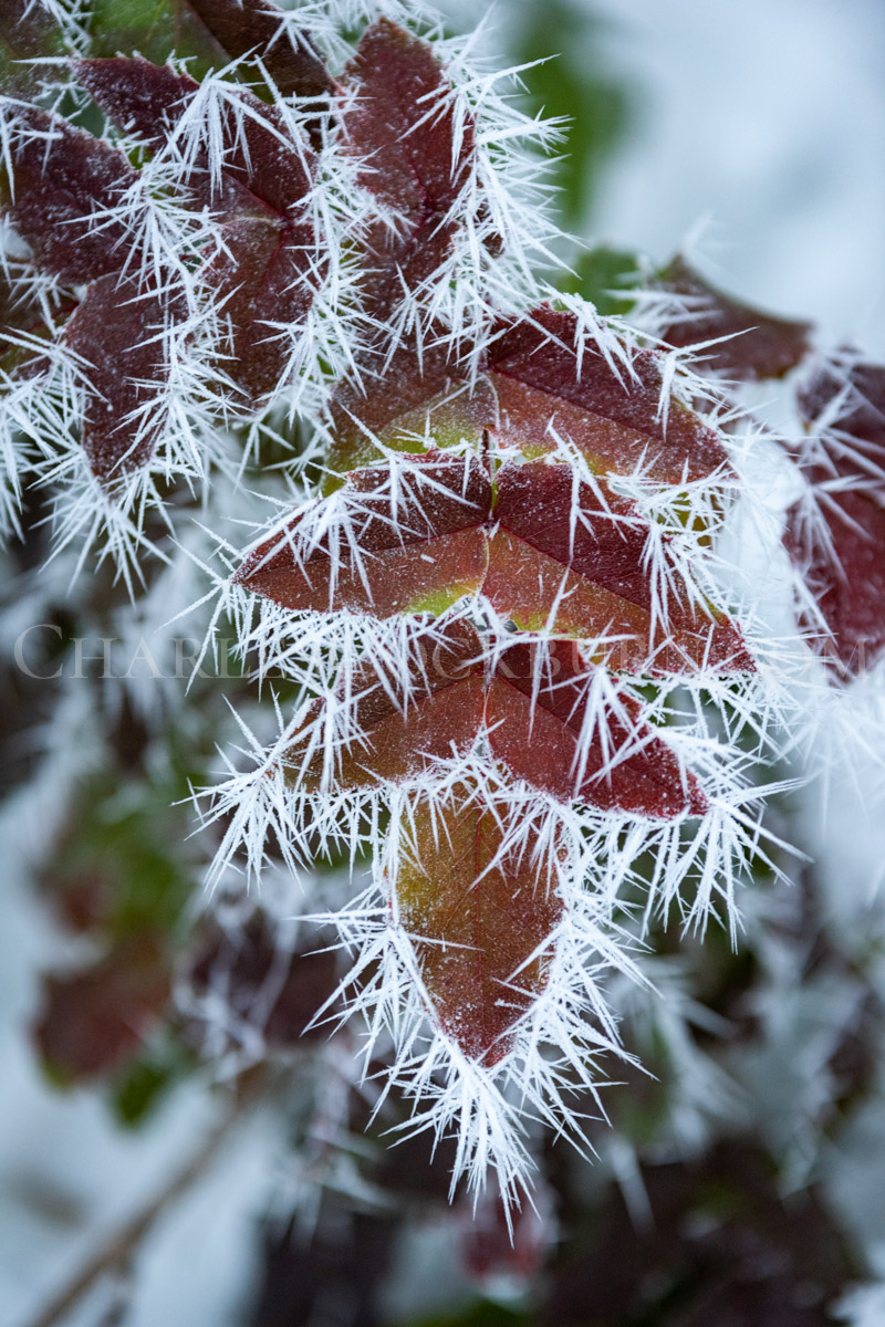 Ice encrusted leaves