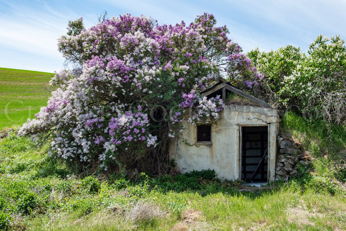 Purple and white lilac flowers cover a crumbling old building