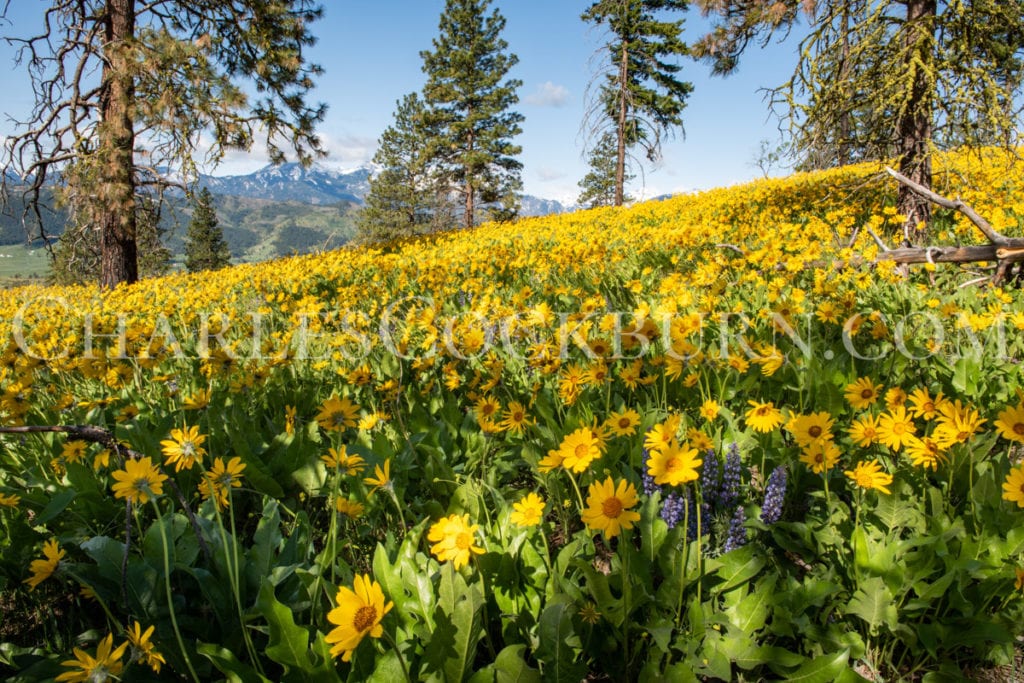 Golden balsamroot flowers cover a mountain hillside