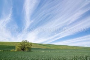 A lone tree stands in a field of green crowned by streaks of white clouds