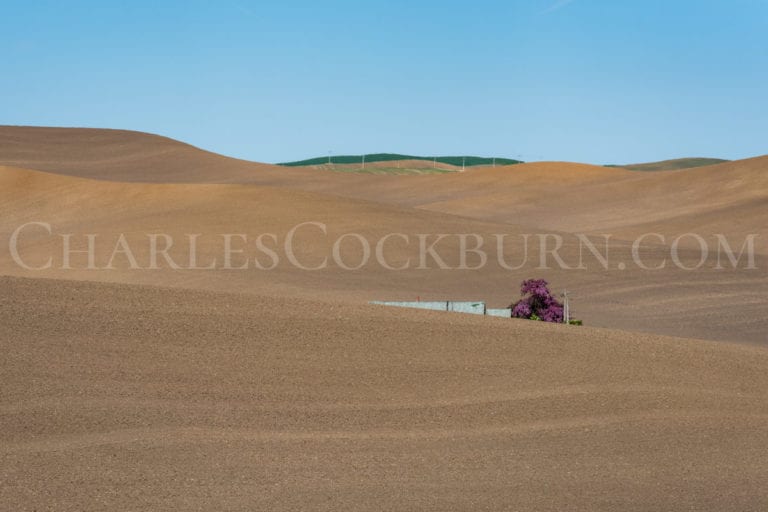 Purple flowers accent the brown rolling hills of The Palouse