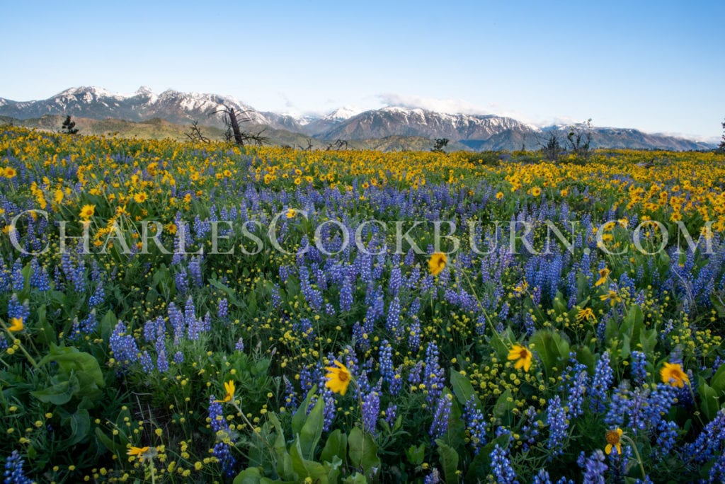 Purple lupine and yellow balsamroot are crowned by the Enchantments mountains