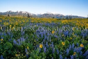 Purple lupine and yellow balsamroot are crowned by the Enchantments mountains