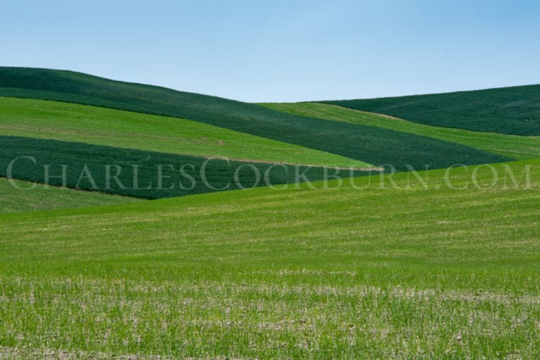 Swaths of light and dark green cover the rolling hills of The Palouse