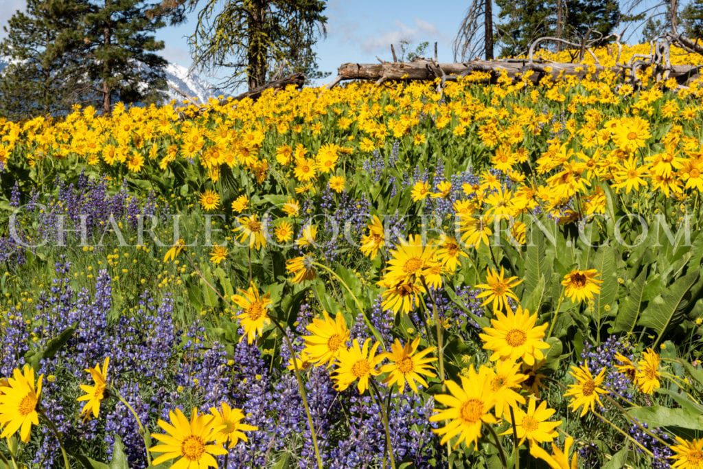 Yellow balsamroot and purple lupine cover a mountain hillside