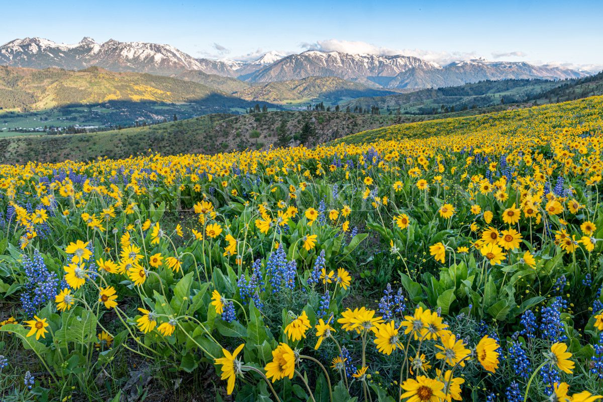 Spring wildflowers greet the day with the Enchantments mountains in the background