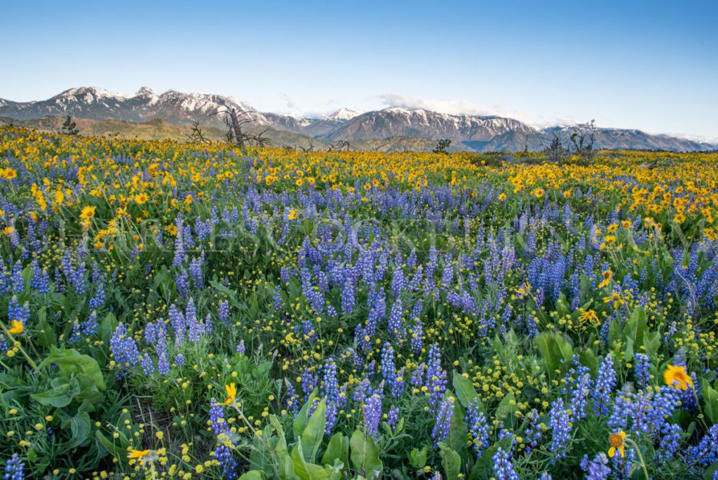 The mountains and spring wildflowers in the Central Washington foothills come to life in the morning light