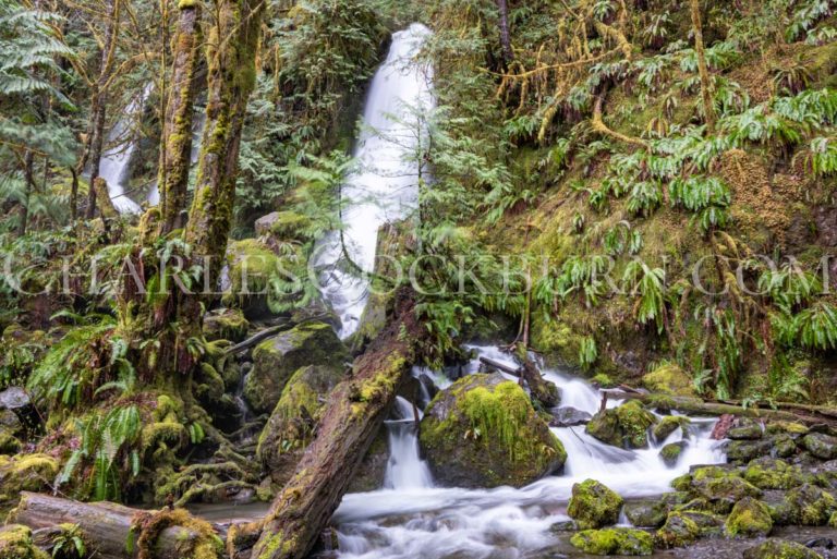 Merriman Falls hides in plain sight along the rainforest loop near the Olympic National Park