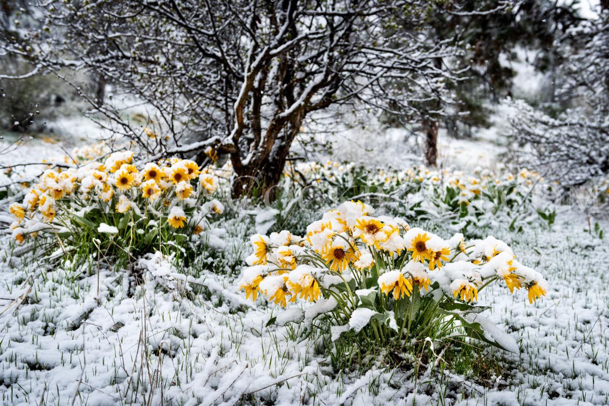 surprise spring snow blankets Balsamroot wildflowers