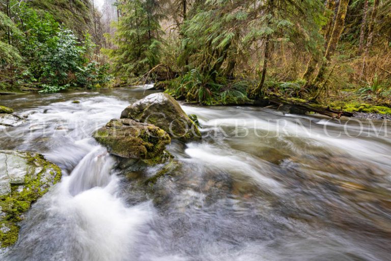 Water tumbles down a rocky stream near Olympic National Park in Washington State