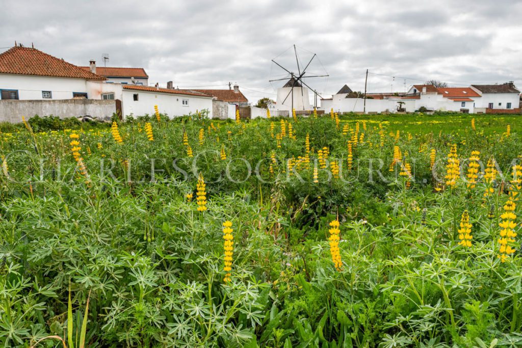 A roadside field covered in Lupine makes a perfect foreground for an old windmill and small village in rural Portugal